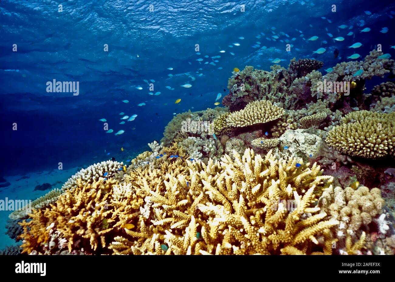 Corallo e piccoli pesci su una scogliera poco profonda nella parte centrale della Grande Barriera Corallina complessa Foto Stock