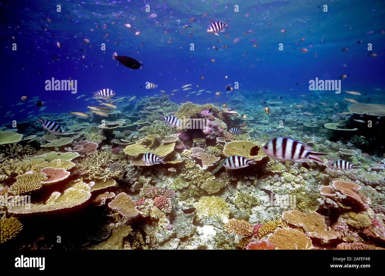 La crescita straordinaria di corallo a "Mercato del Pesce", Ribbon Reef nel nord della Grande Barriera Corallina complesso. Foto Stock