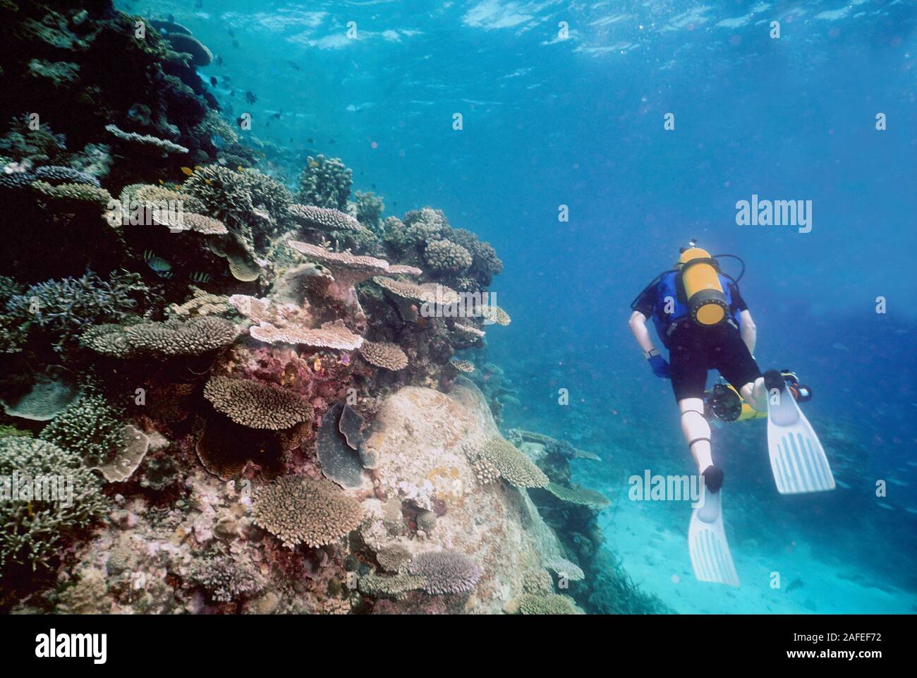 Un subacqueo nuota lungo la barriera corallina poco profonda pendenza di una barriera corallina nella Grande Barriera Corallina complesso. Foto Stock