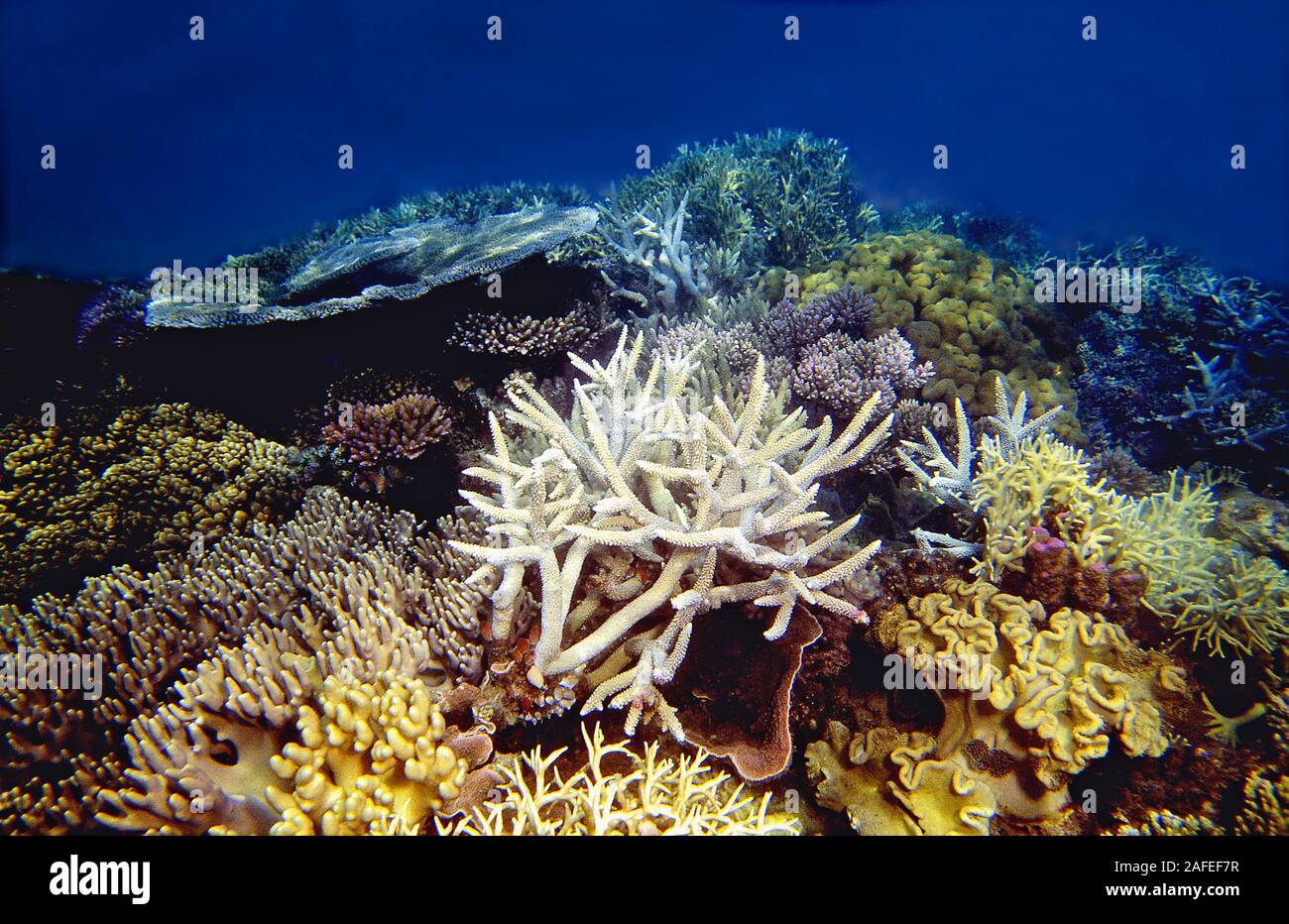 La crescita di coralli a Whitsunday Island, della Grande Barriera Corallina in Australia. Foto Stock