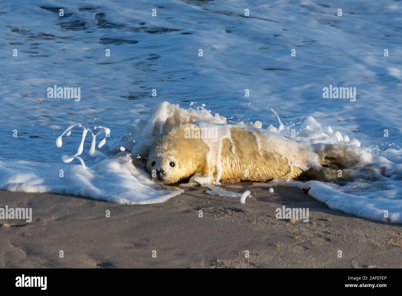 Spiaggia Horsey grigio colonia di foche (Halichoerus grypus) in Norfolk, Regno Unito, durante l'inverno (dicembre) - giovane cucciolo di tenuta in mare Foto Stock