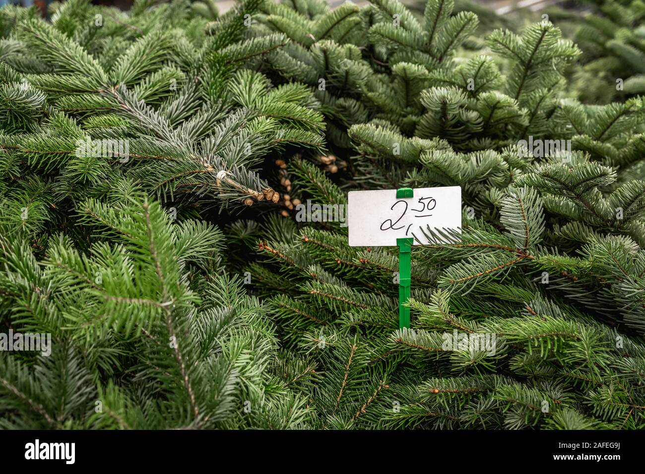 Fresco e naturale di abete verde rami, abete con prezzo di etichetta, vendita Foto Stock