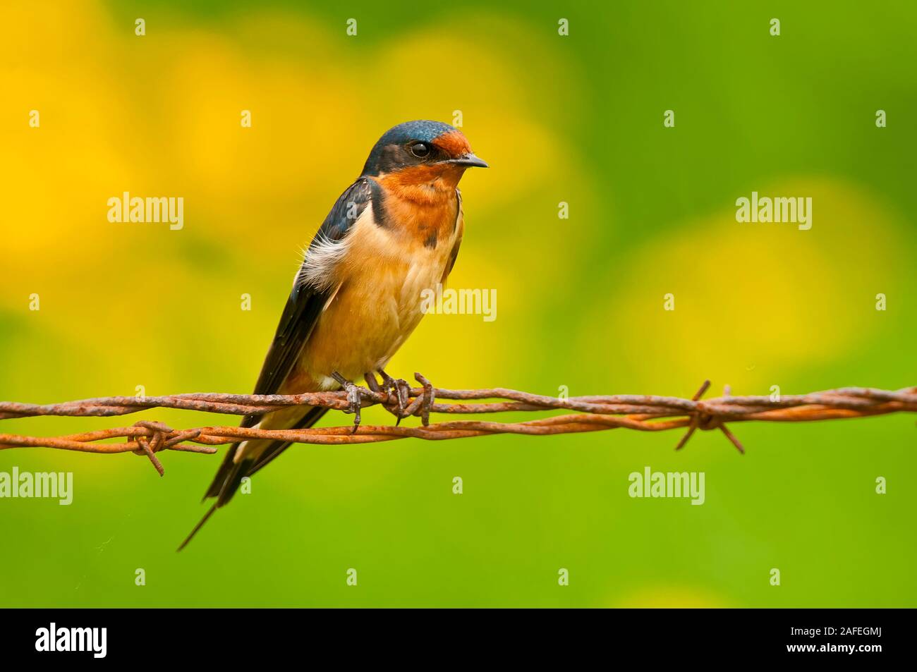 Swallow di granaio Foto Stock