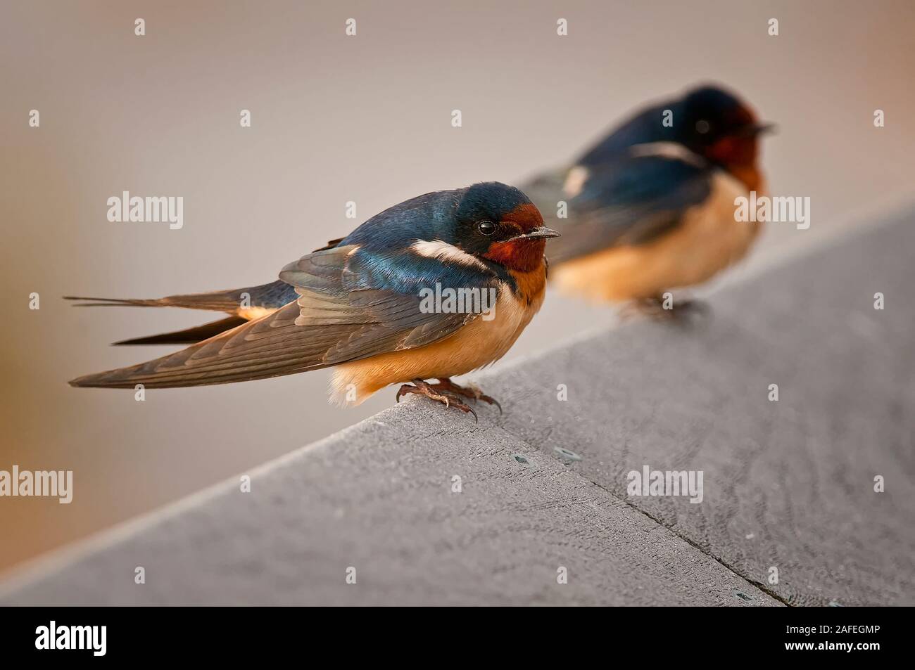 Swallow di granaio Foto Stock