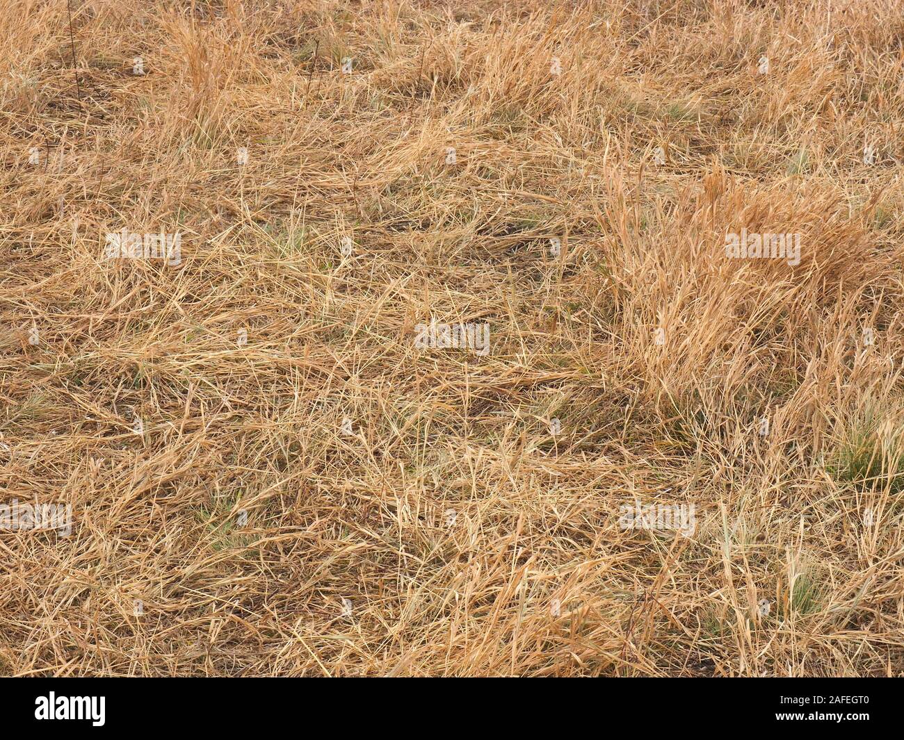 Sfondo di erba gialla. Caucaso Foto Stock
