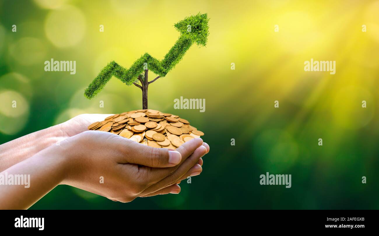 La crescita aziendale. L'albero cresce in una forma, rivolto verso l'alto i concetti di business finanziario la crescita. Foto Stock