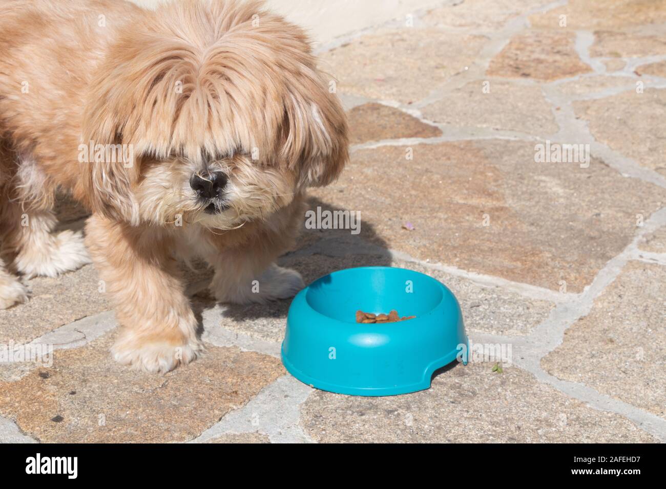 Cane di mangiare in una plastica blu ciotola del cane Foto Stock
