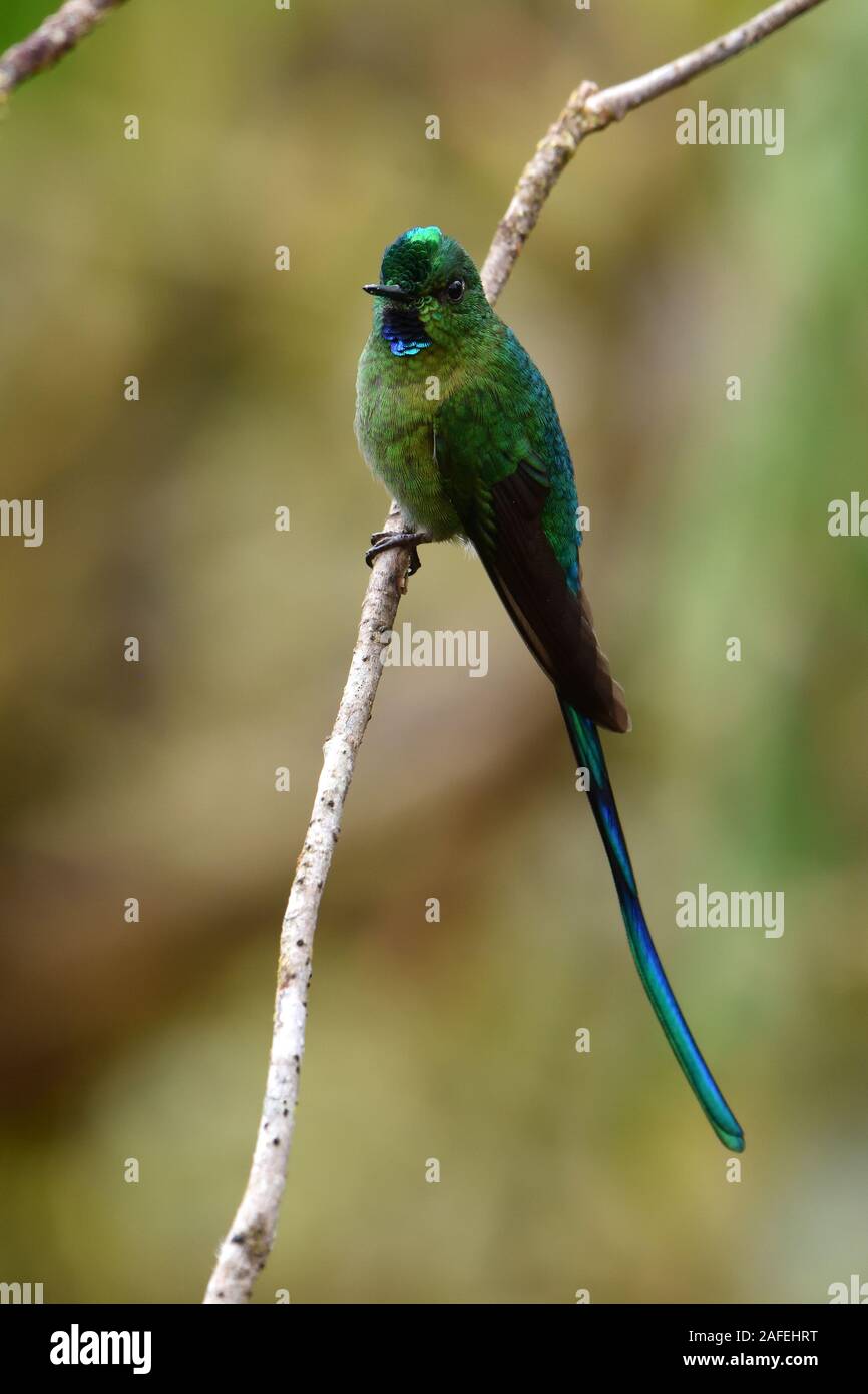 Long-tailed Sylph hummingbird Foto Stock