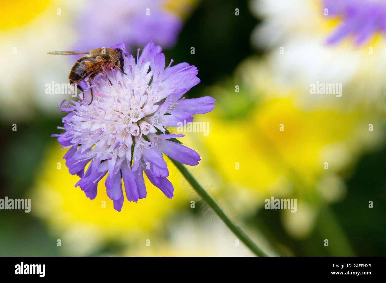 Ape su piante scabious Foto Stock