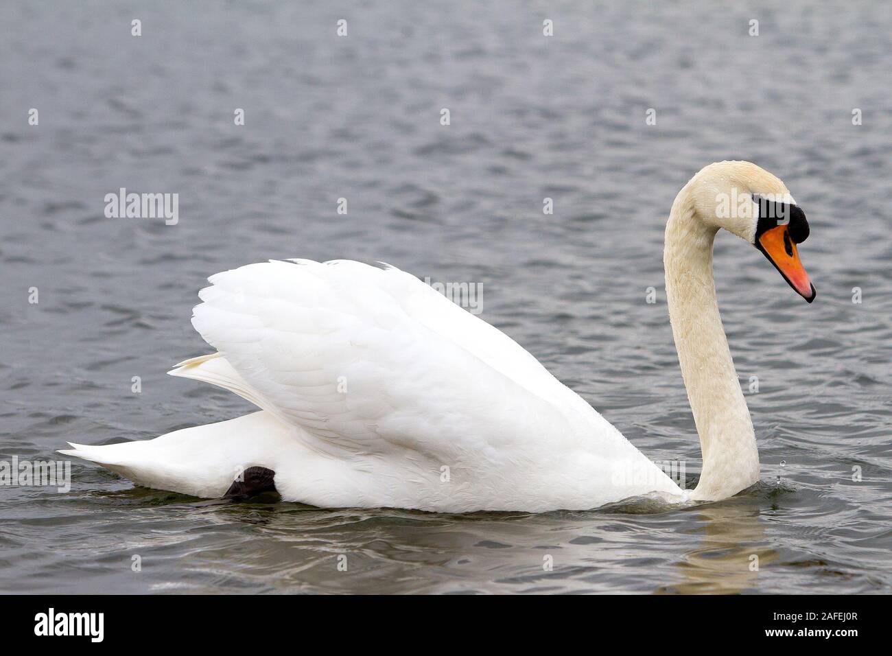 Cigno reale adulto Foto Stock