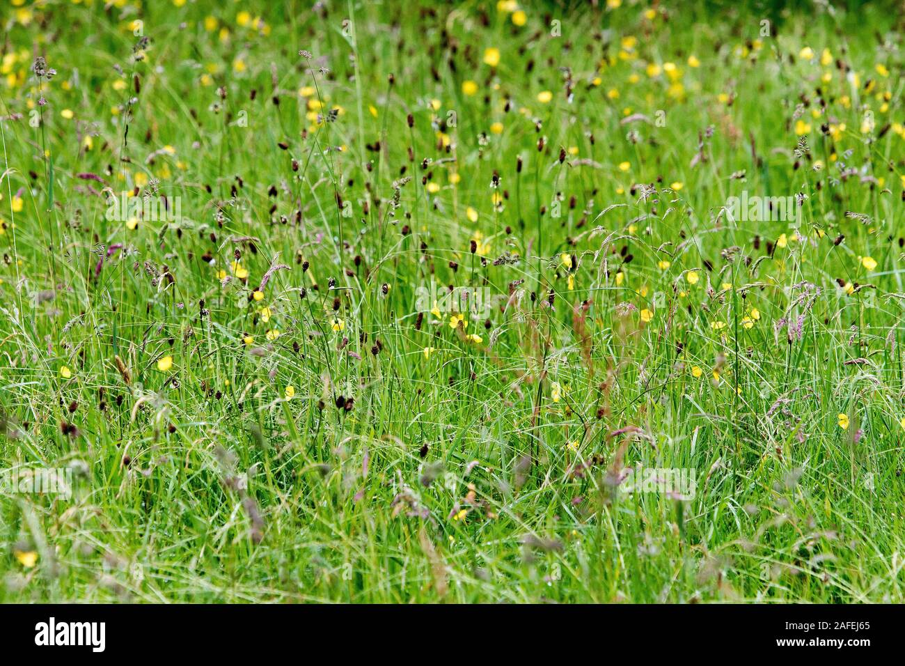 Fiore selvatico prato in sementi Foto Stock