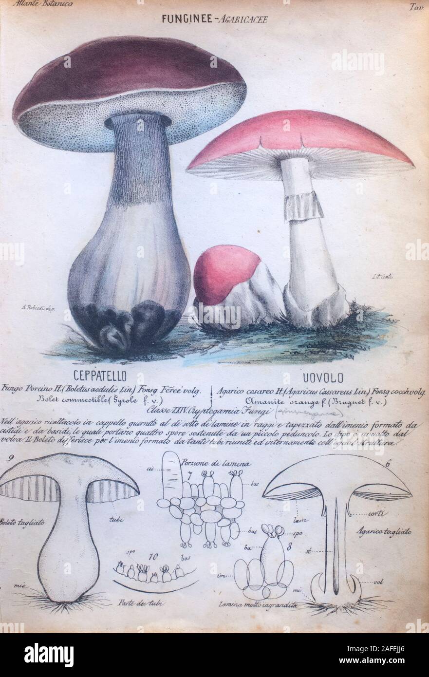 Funginee. Funghi Porcini e Toadstool. Questo affascinante colorate a mano litografia botanico è stato realizzato a Milano nel 1847 da Ambrogio Robiati. Sotto eac Foto Stock