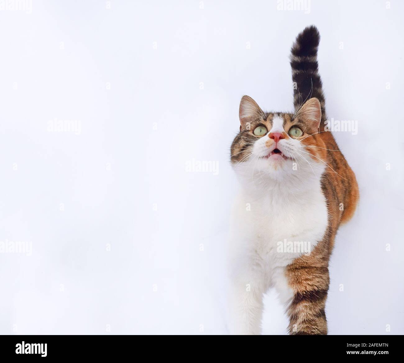 Un adorabile cat meows e attendere per il cibo Foto Stock