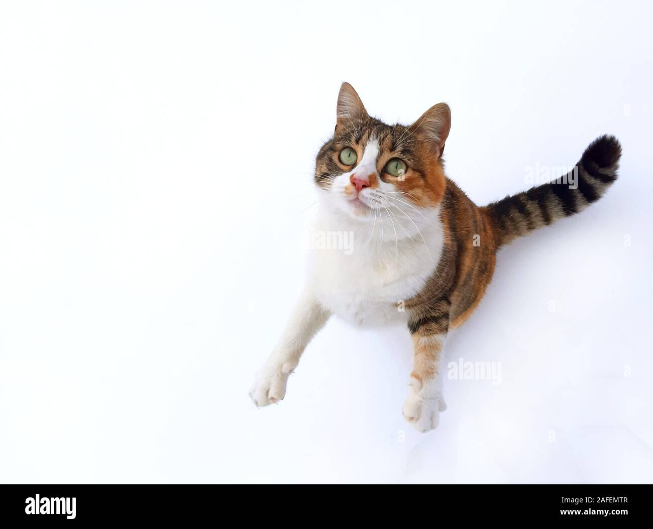 Un gatto affamato in attesa di cibo. Spazio di copia Foto Stock