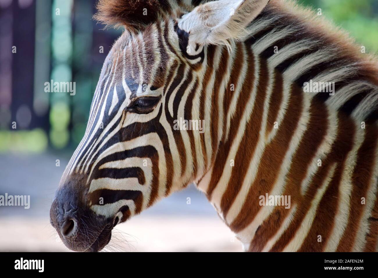 Stupendo giovane bambino testa Zebra Close Up Foto Stock
