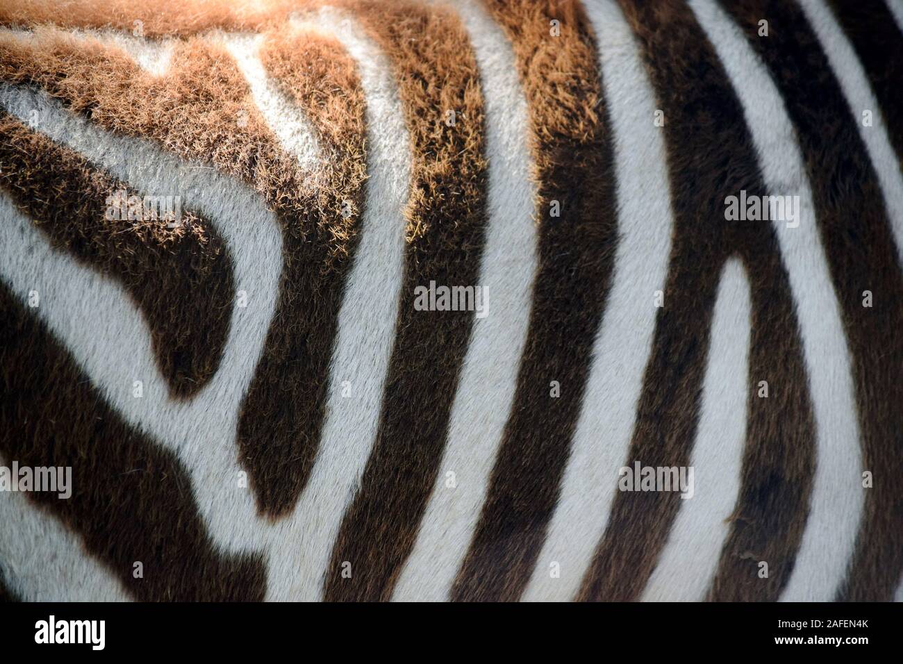 Chapman's Zebra corpo vicino fino Foto Stock
