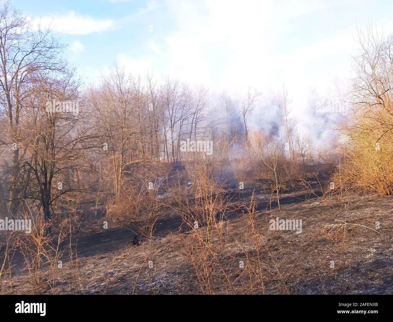 Incendio di foresta e un sacco di disastro di fumo Foto Stock