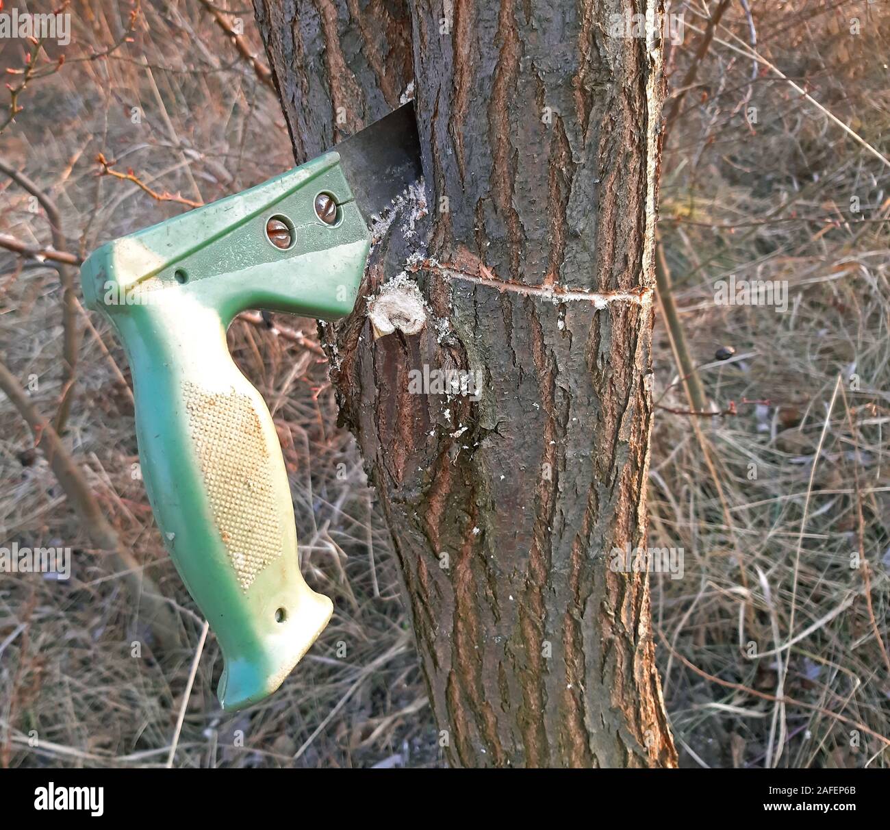 Il taglio di alberi giovani con la sega. Il taglio di rami inutili Foto Stock