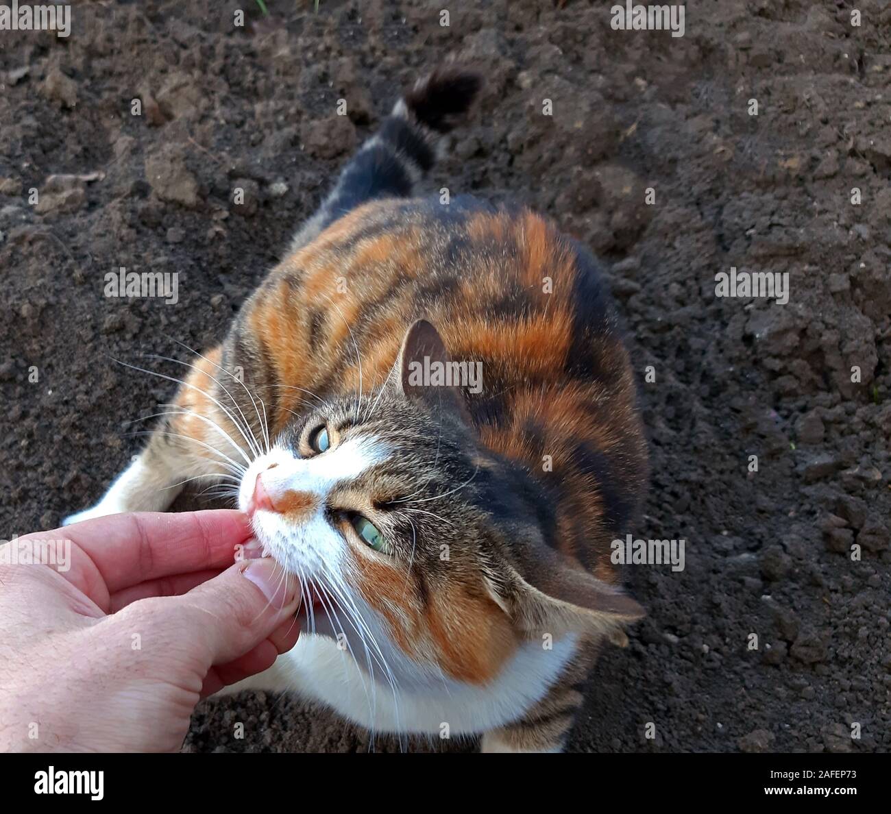 Un gatto di mangiare un pezzo di salame dal proprietario del canto Foto Stock