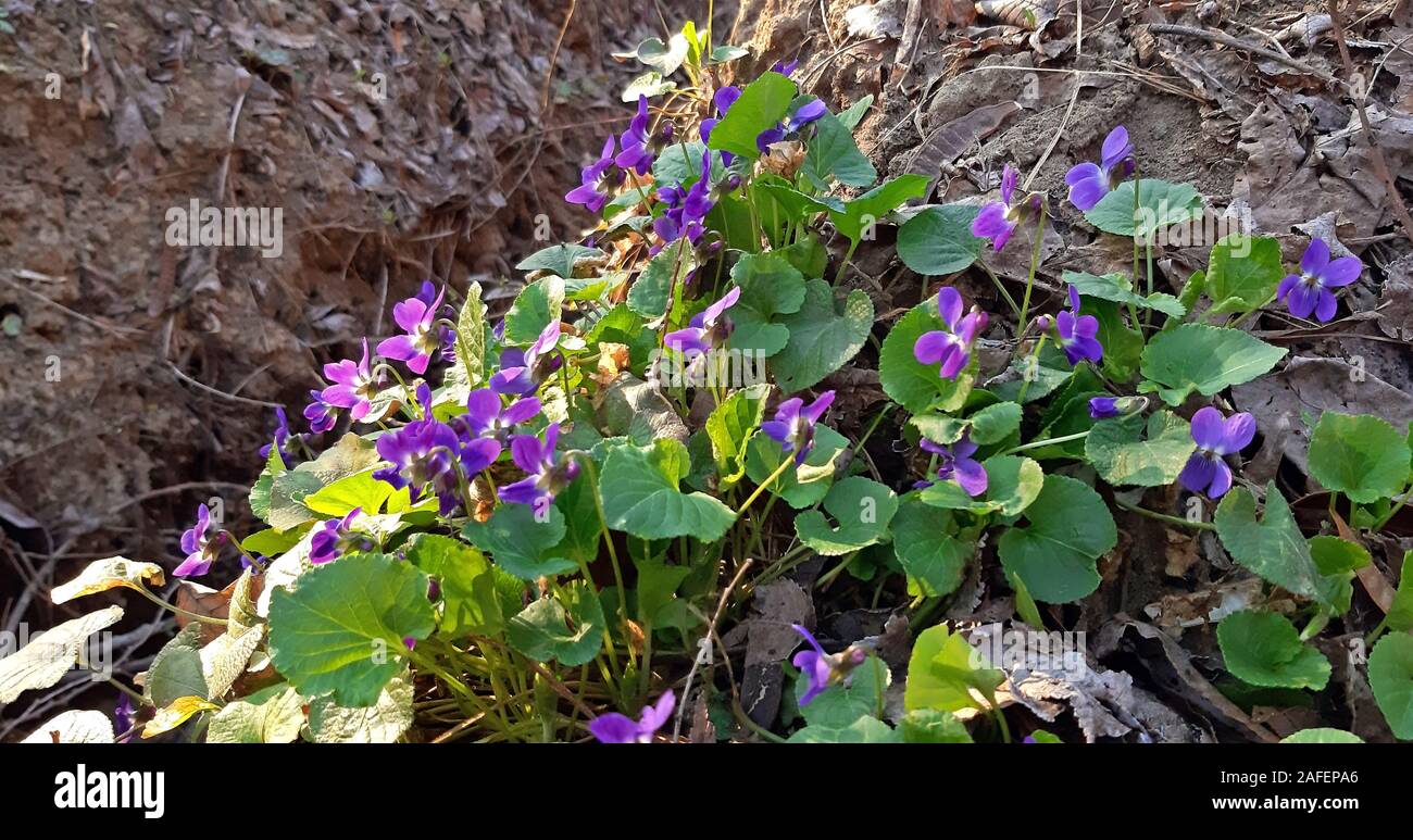 Fragranti violette in fiore in primavera Foto Stock