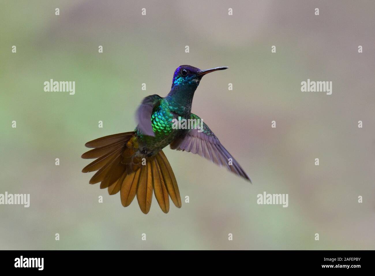 Un oro-tailed Sapphire hummingbird in volo Foto Stock