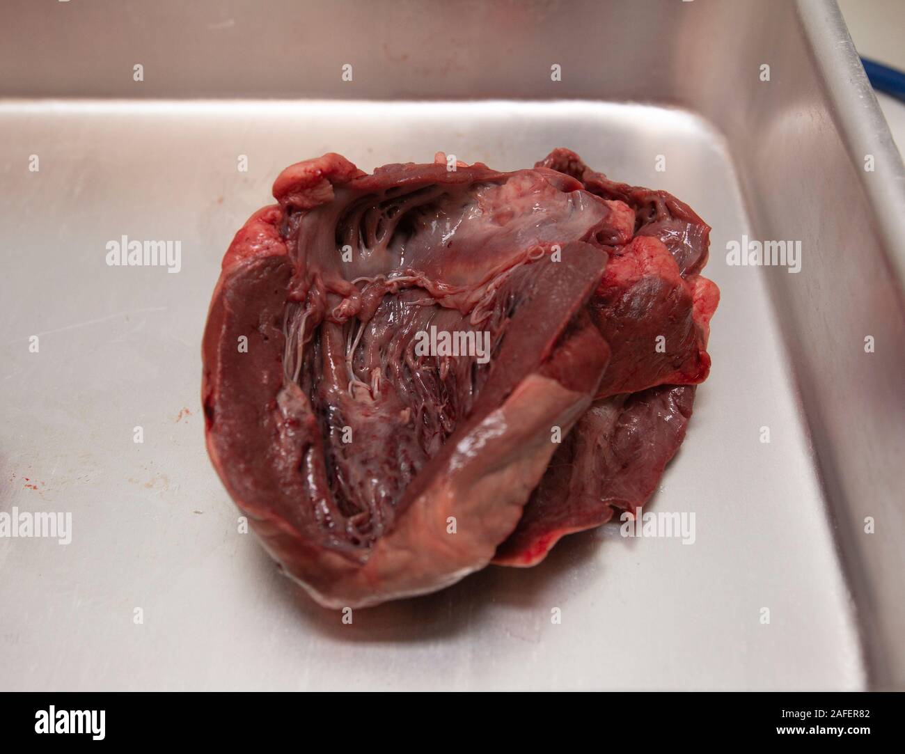 Chiudere fino a un animale di cuore in un vassoio per la dissezione in una scuola lezione di scienze Foto Stock