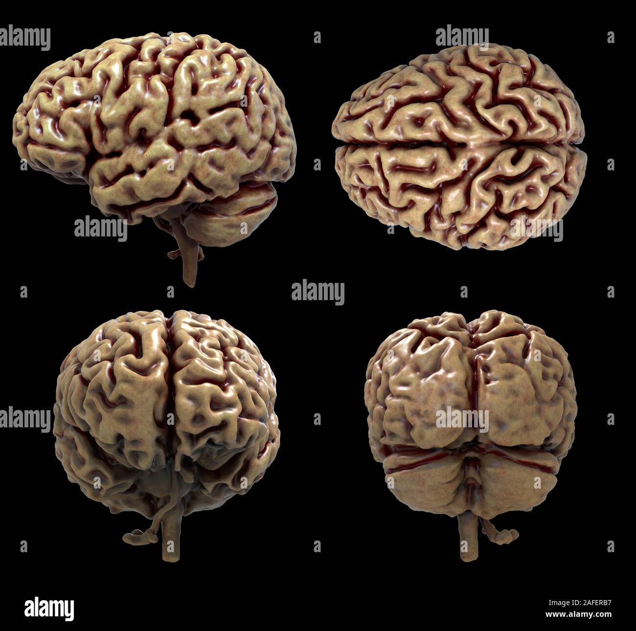 Resa realistica del cervello umano anatomia - modello tridimensionale Foto Stock