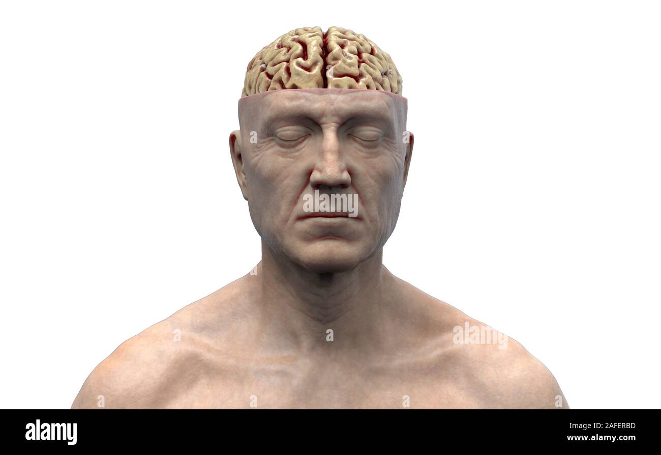 Resa realistica del cervello umano anatomia - modello tridimensionale Foto Stock