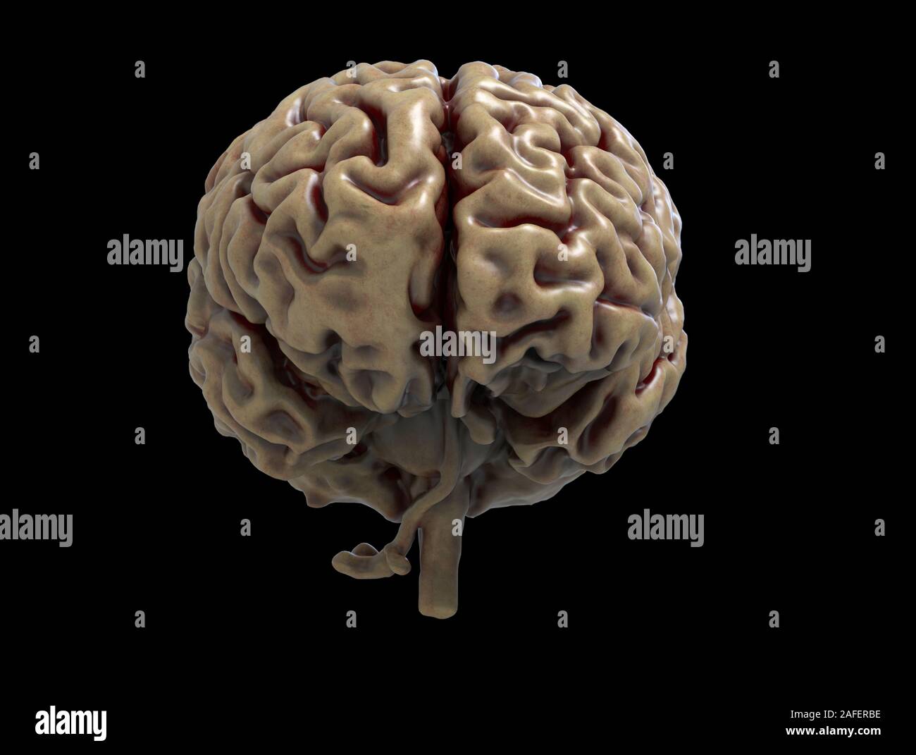 Resa realistica del cervello umano anatomia - modello tridimensionale Foto Stock