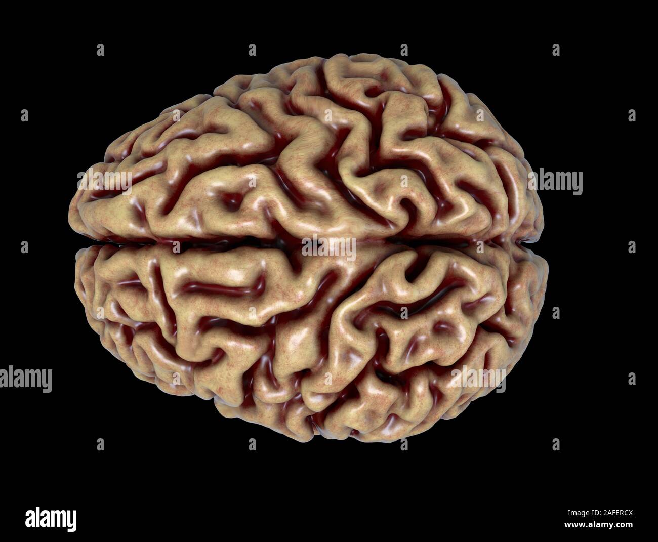 Resa realistica del cervello umano anatomia - modello tridimensionale Foto Stock