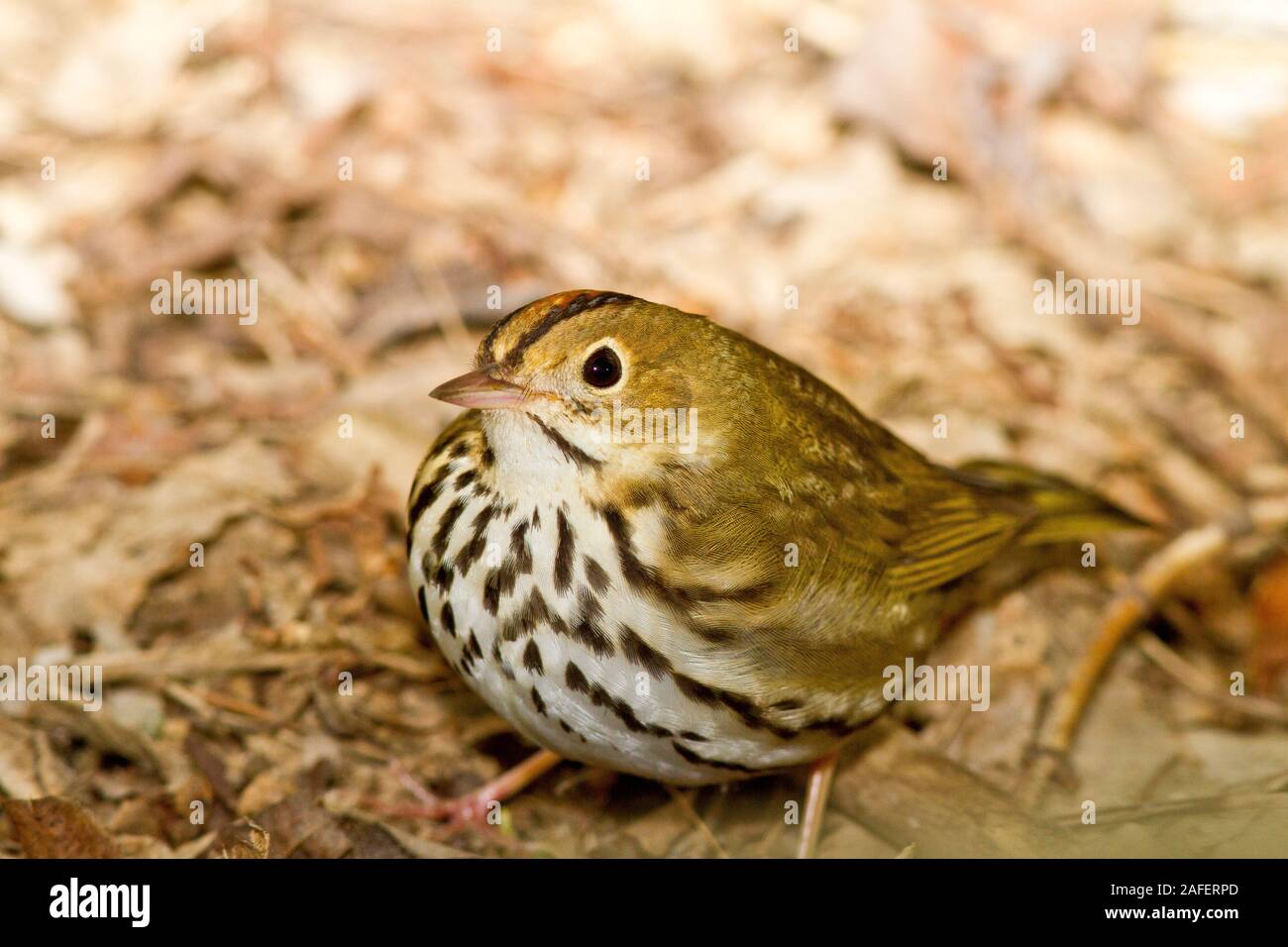 Seiurus aurocapilla immagini e fotografie stock ad alta risoluzione Alamy