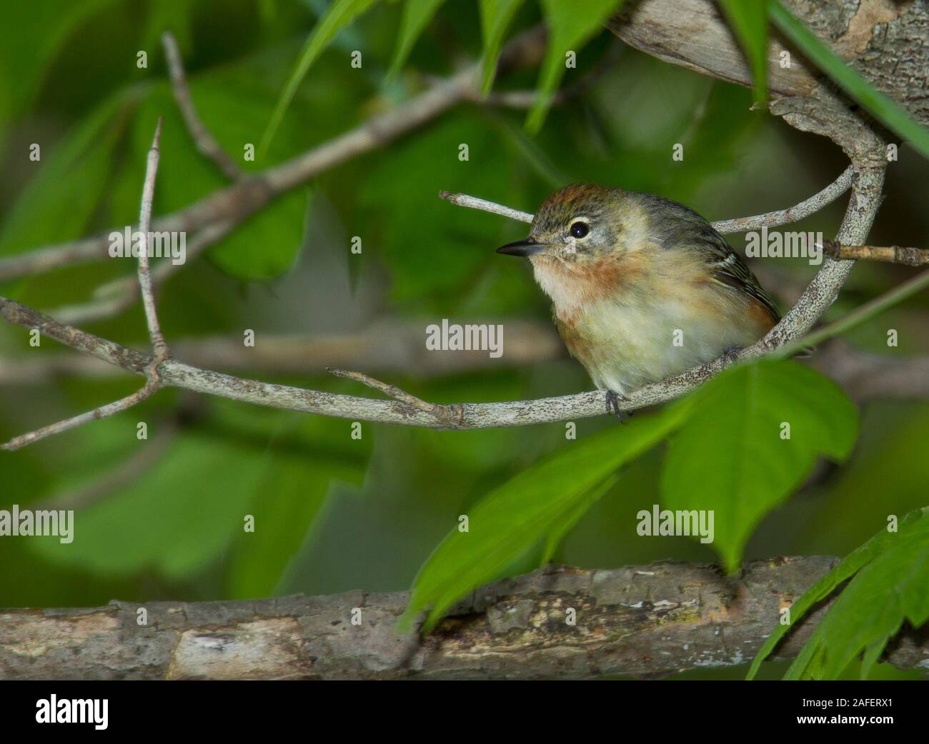 Bay-breasted trillo (Dendroica castanea) , femmina Foto Stock