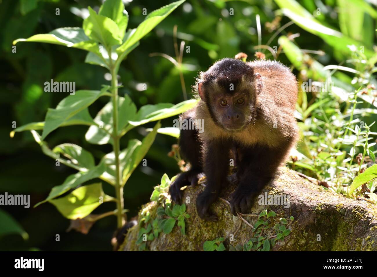 Un cappuccino marrone le scimmie nella foresta pluviale amazzonica Foto Stock