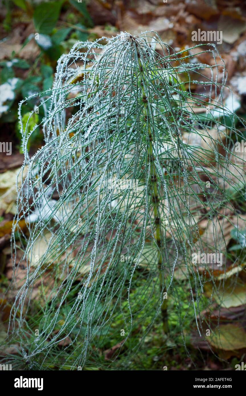 Equiseto arvense ricoperta di brina. Impianto come abete. Congelati Equisetum arvense in Dicembre Foto Stock