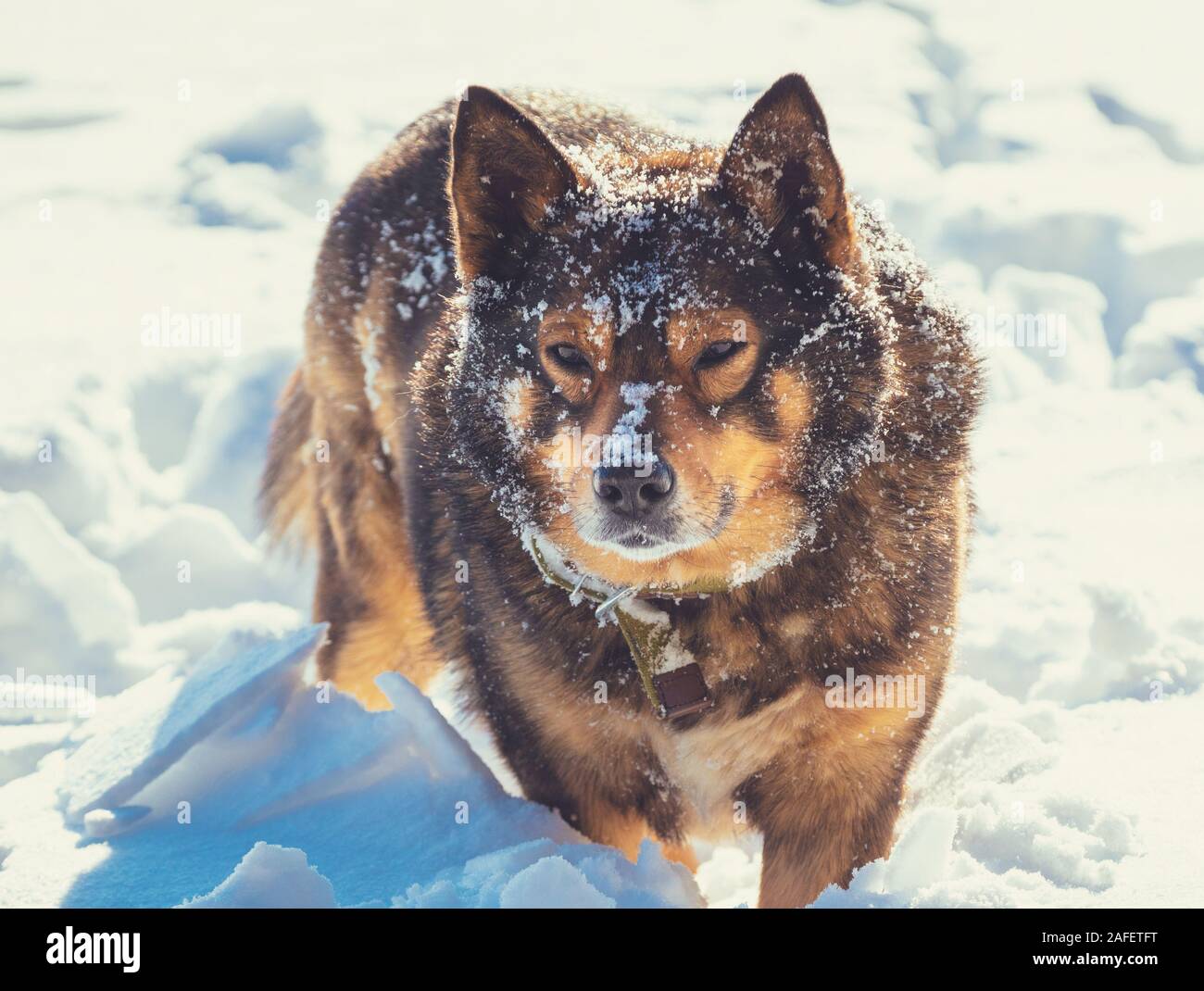 Il cane passeggiate nella neve profonda, in un nevoso inverno in una tempesta di neve Foto Stock