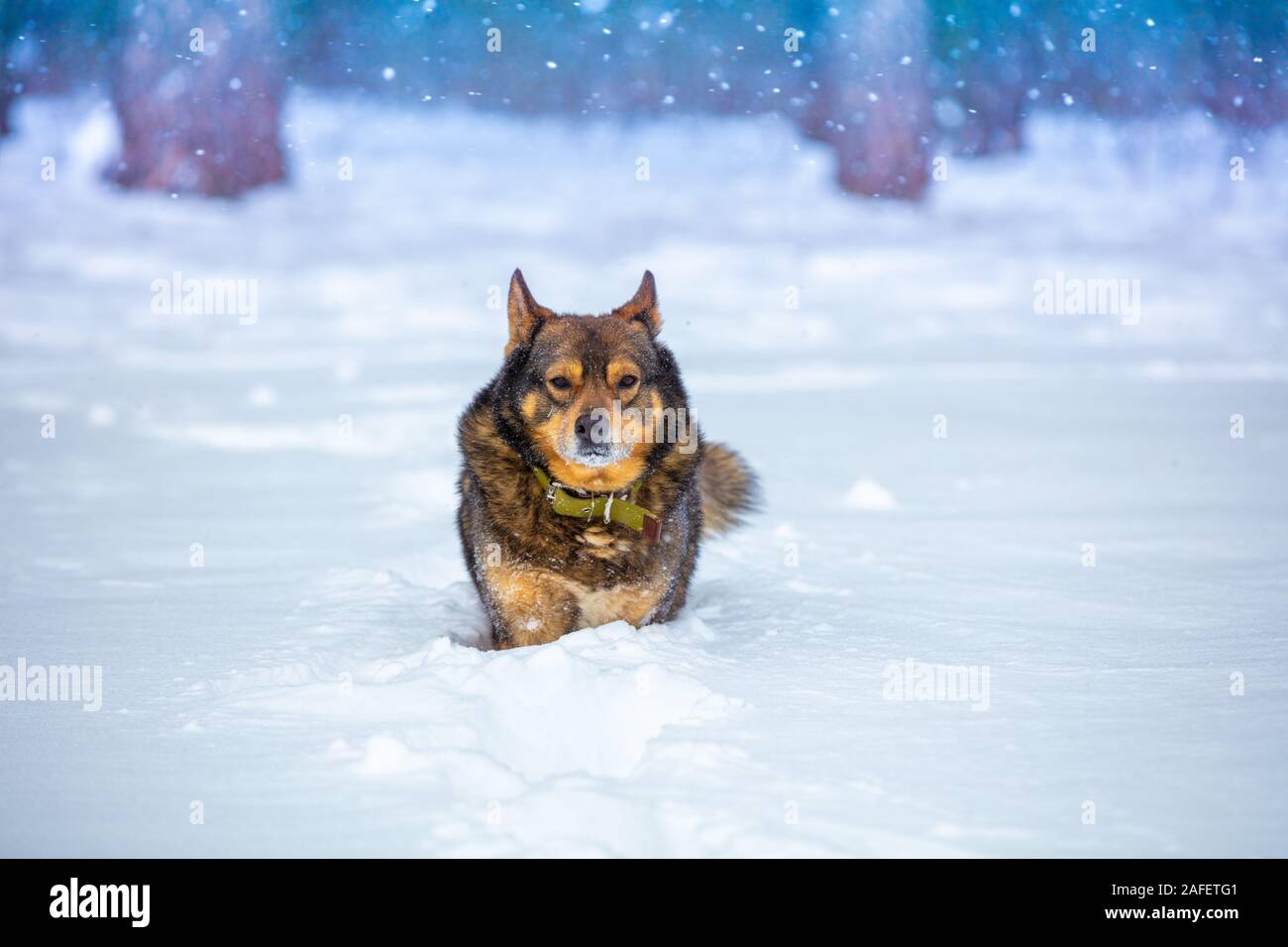 Il cane passeggiate nella neve profonda di inverno in un bosco innevato in una bufera di neve Foto Stock