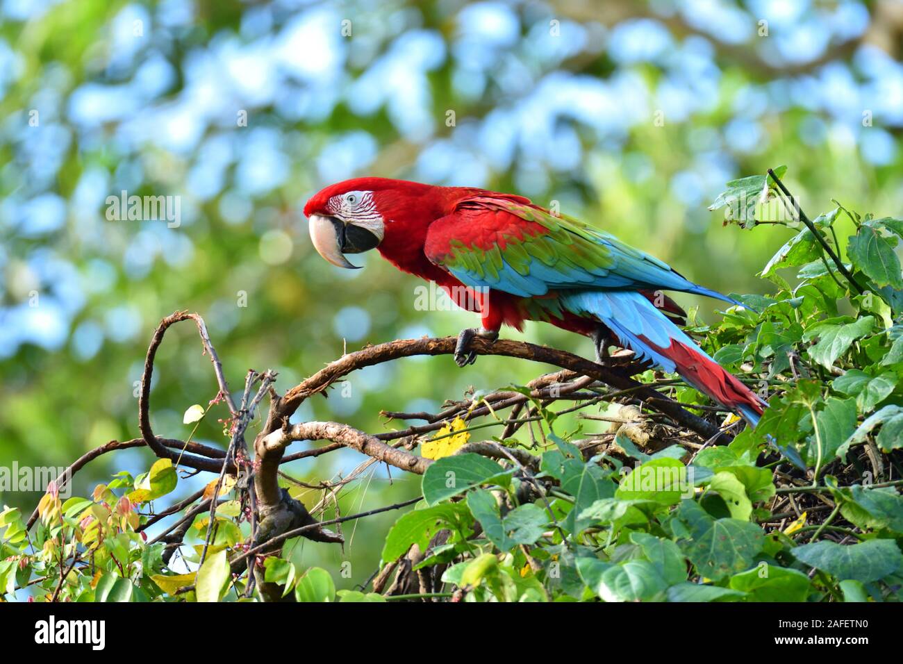 Rosso-verde Macaw Foto Stock