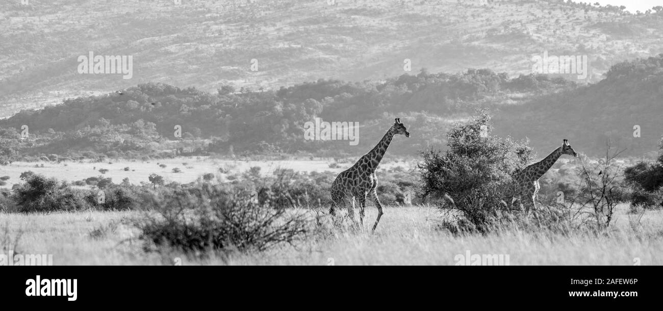 Autentico True South African Safari esperienza di Bushveld in una riserva naturale Foto Stock