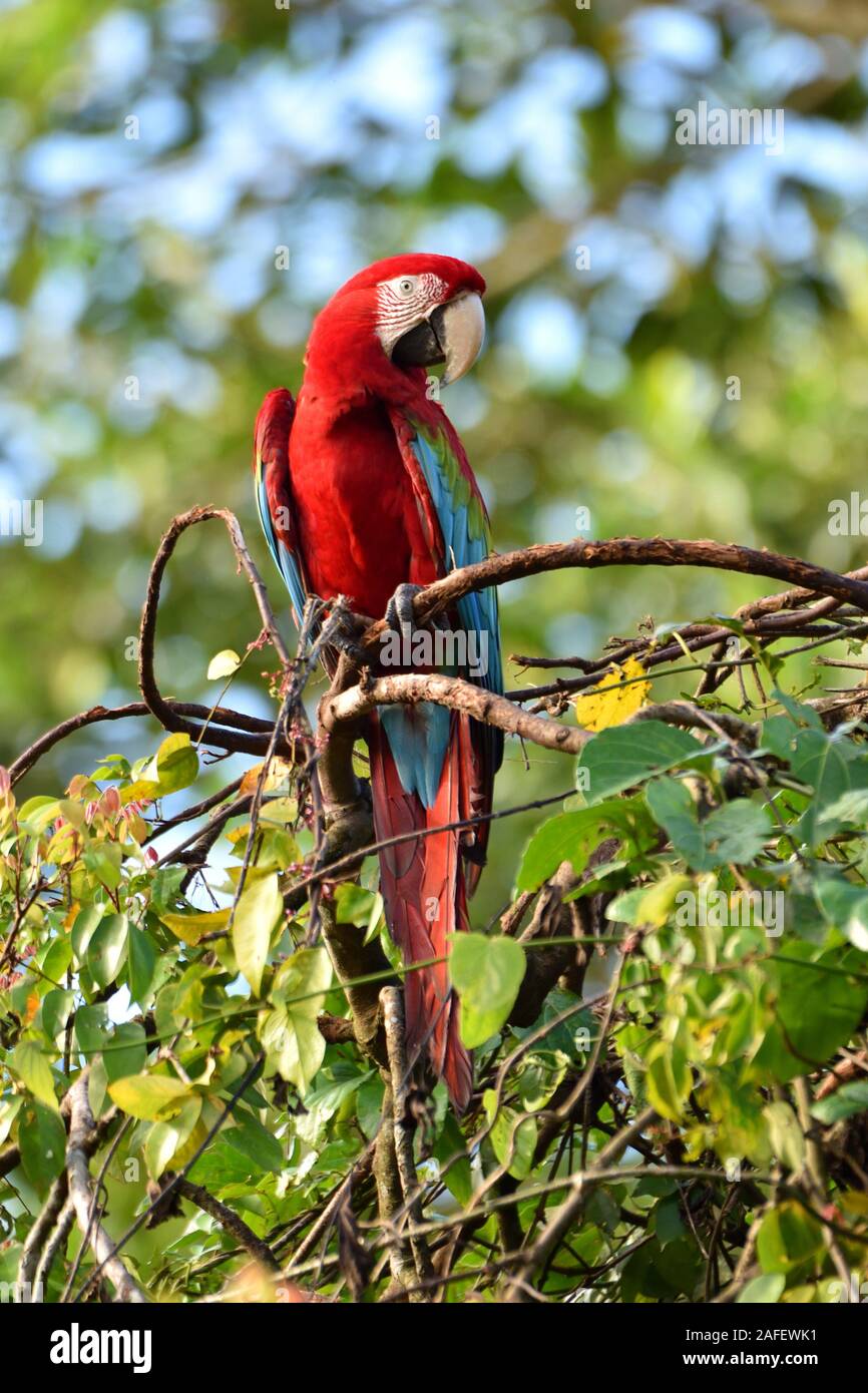 Rosso-verde Macaw Foto Stock