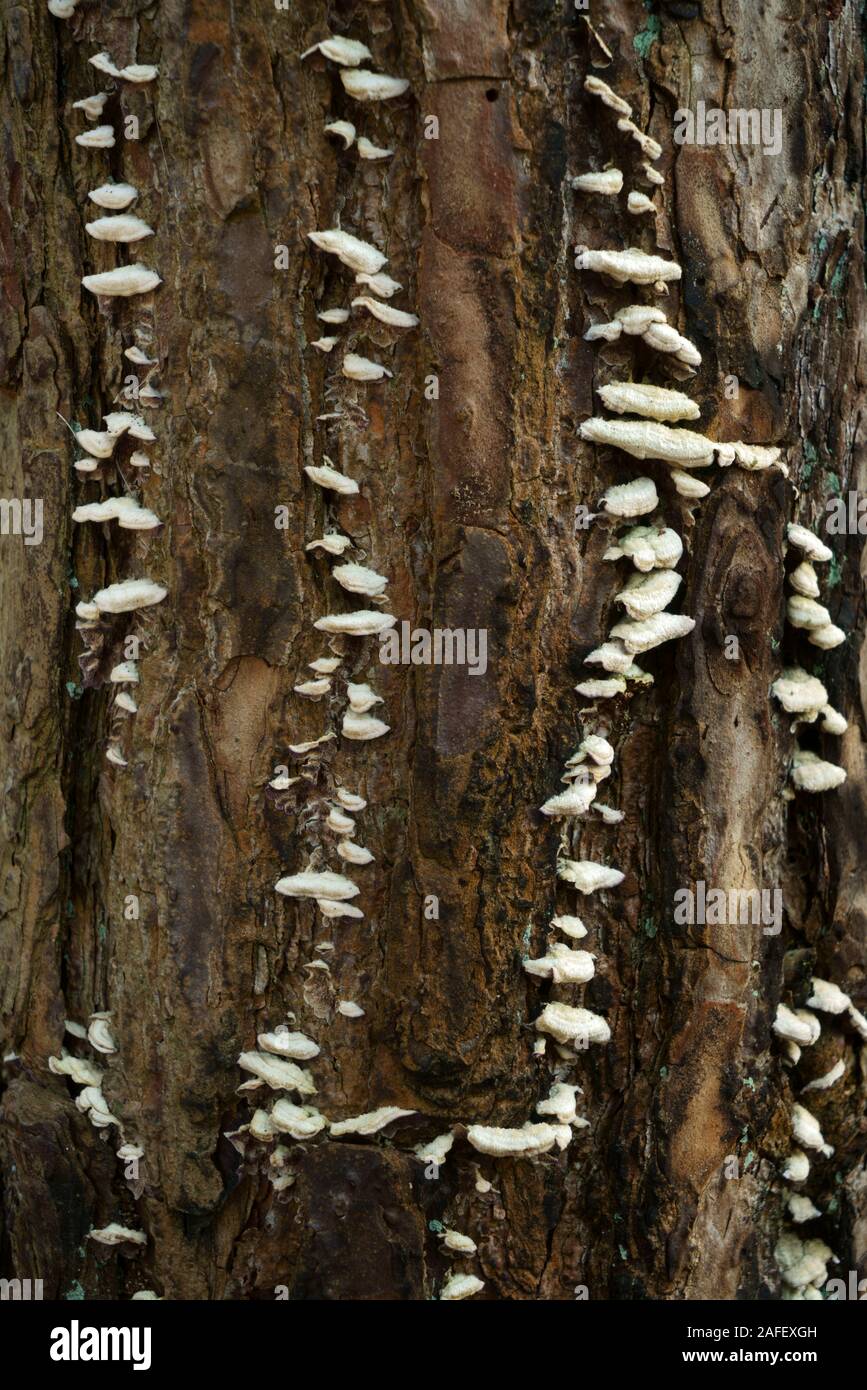 Un tipo di funghi che crescono su un punto morto di pino silvestre tree. Foto Stock