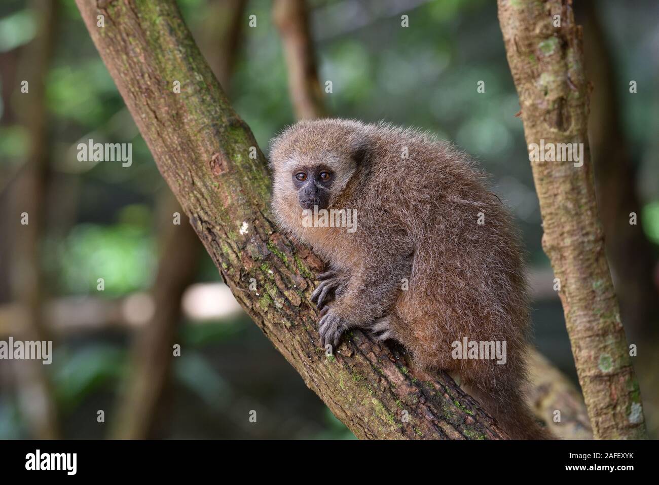 Un giovane San Martin Titi Monkey sul ramo nella foresta pluviale di Tarapoto Foto Stock