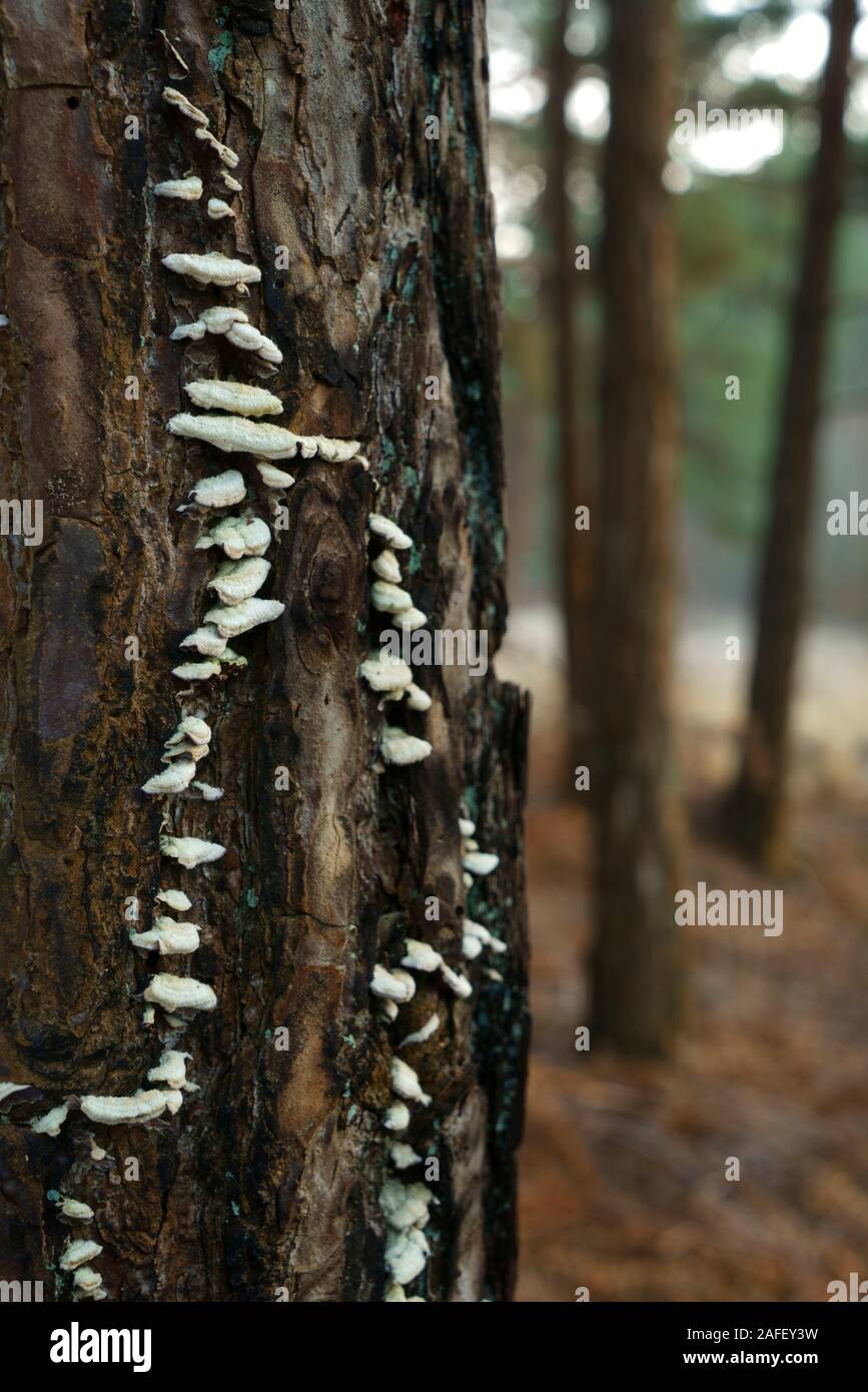 Un tipo di funghi che crescono su un punto morto di pino silvestre tree. Foto Stock