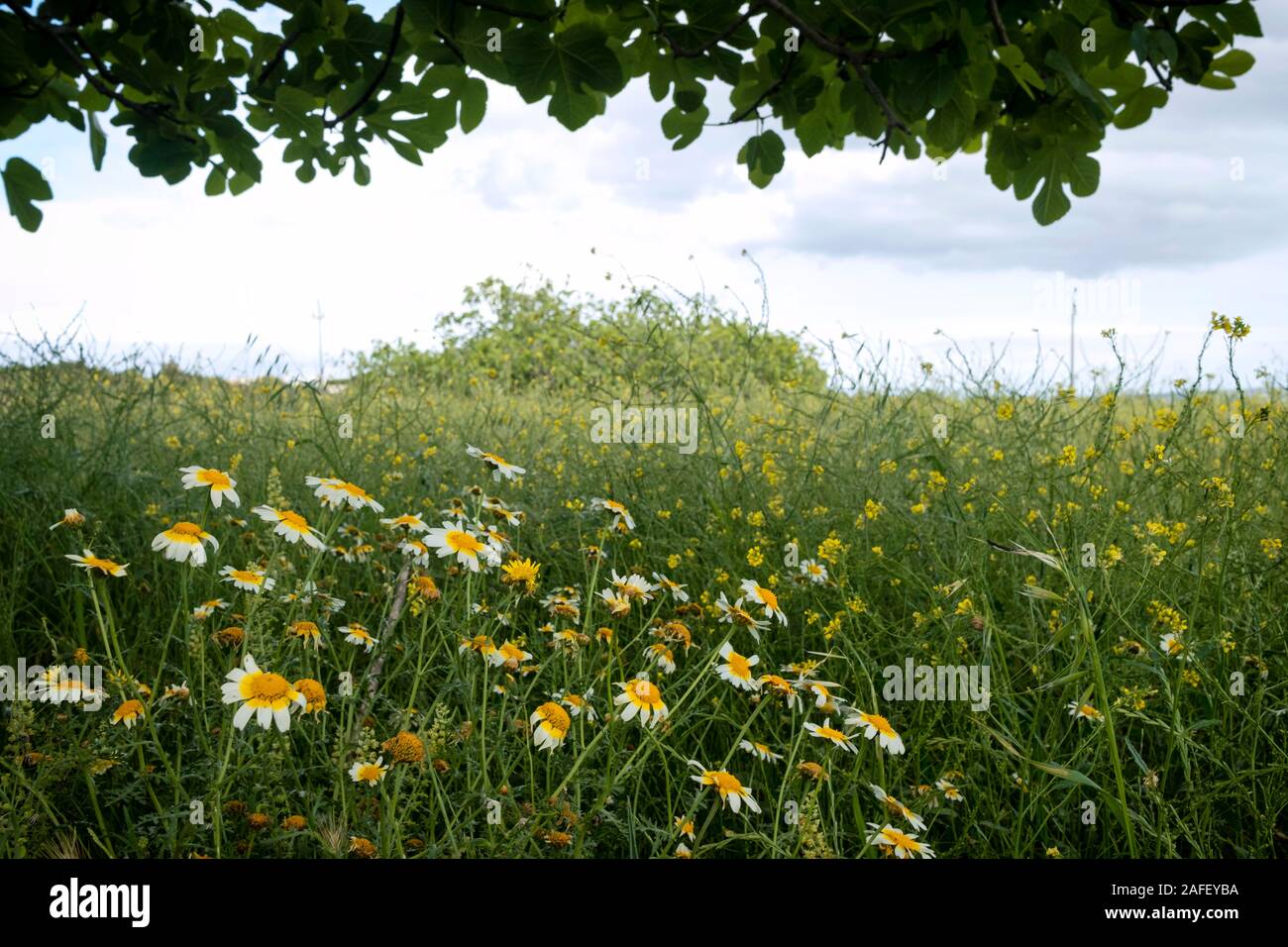 Campo Fiore con la corona daisy (Glebionis coronaria) fiori ai piedi di un albero di fico (Ficus carica) in Formentera (Isole Baleari, Spagna) Foto Stock