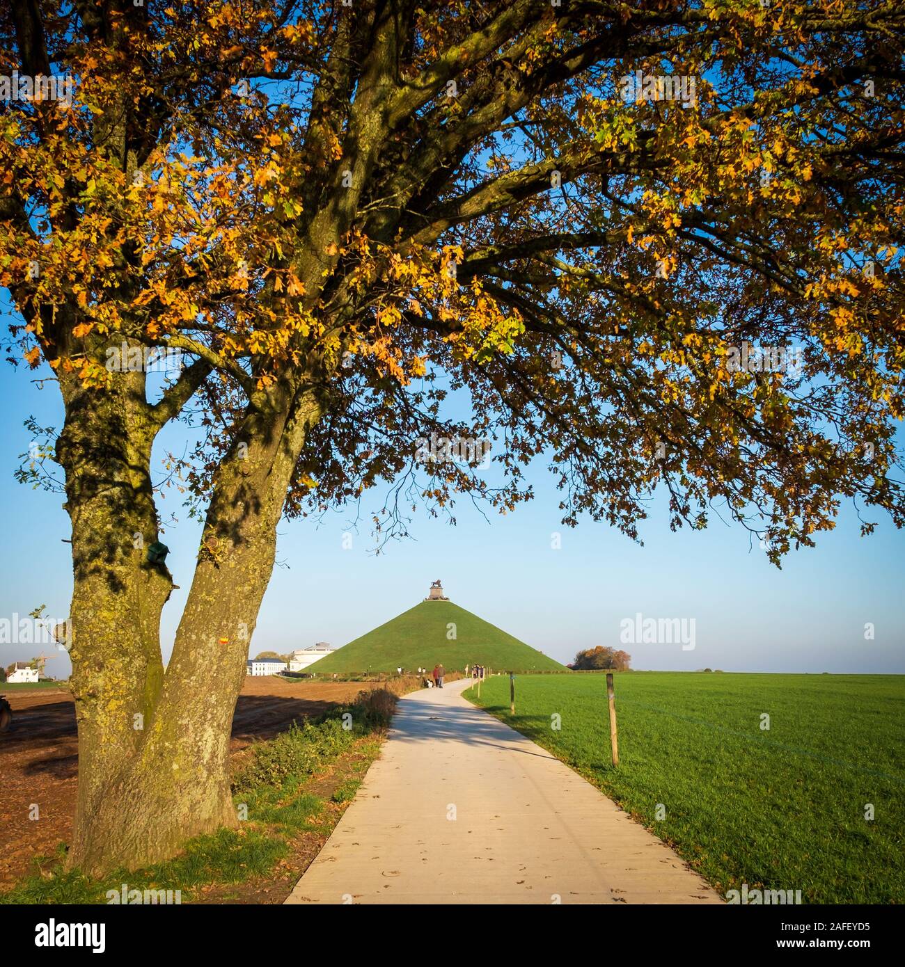 Famoso Lion's Mound (Butte du Lion) monumento a Waterloo, incorniciato da un albero in Autunno colori Foto Stock