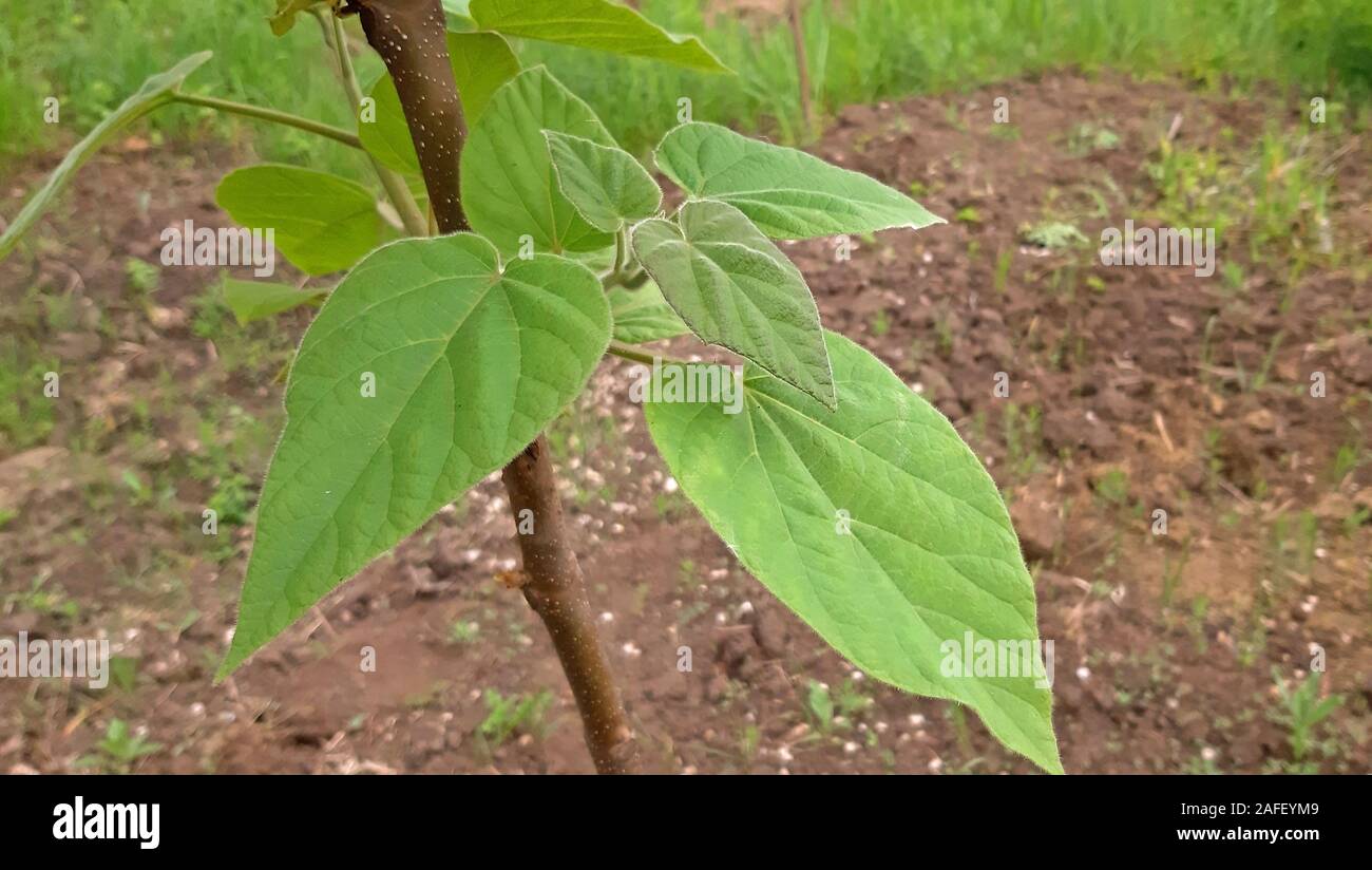 Paulownia tomentosa con foglie fresche in primavera. Tree che offre molti vantaggi Foto Stock