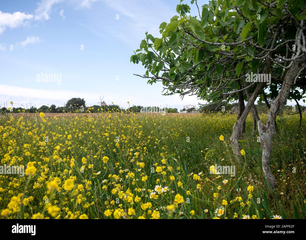 Campo Fiore con turnipweed (Rapistrum rugosum) e Fig Tree (Ficus carica) su pali in Formentera campagna (Isole Baleari, Spagna) Foto Stock