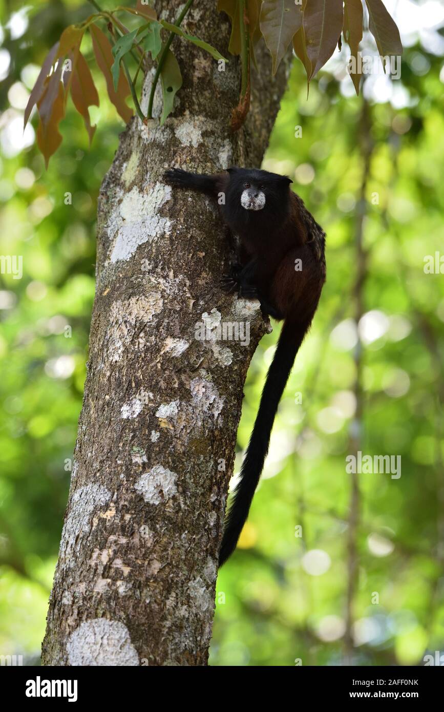 A doppio spiovente Tamarin nella foresta pluviale peruviana Foto Stock