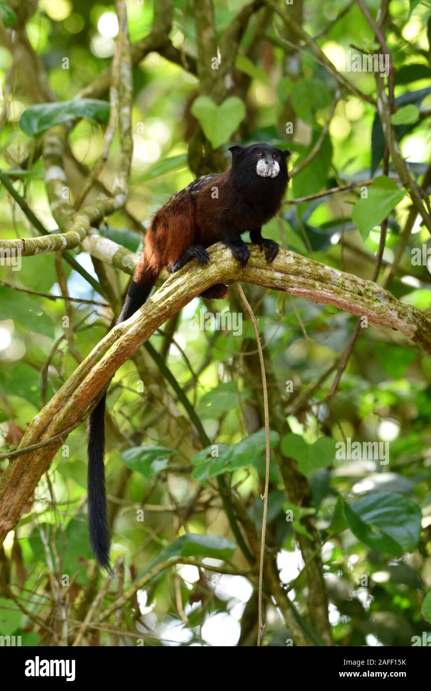 A doppio spiovente Tamarin nella foresta pluviale peruviana Foto Stock