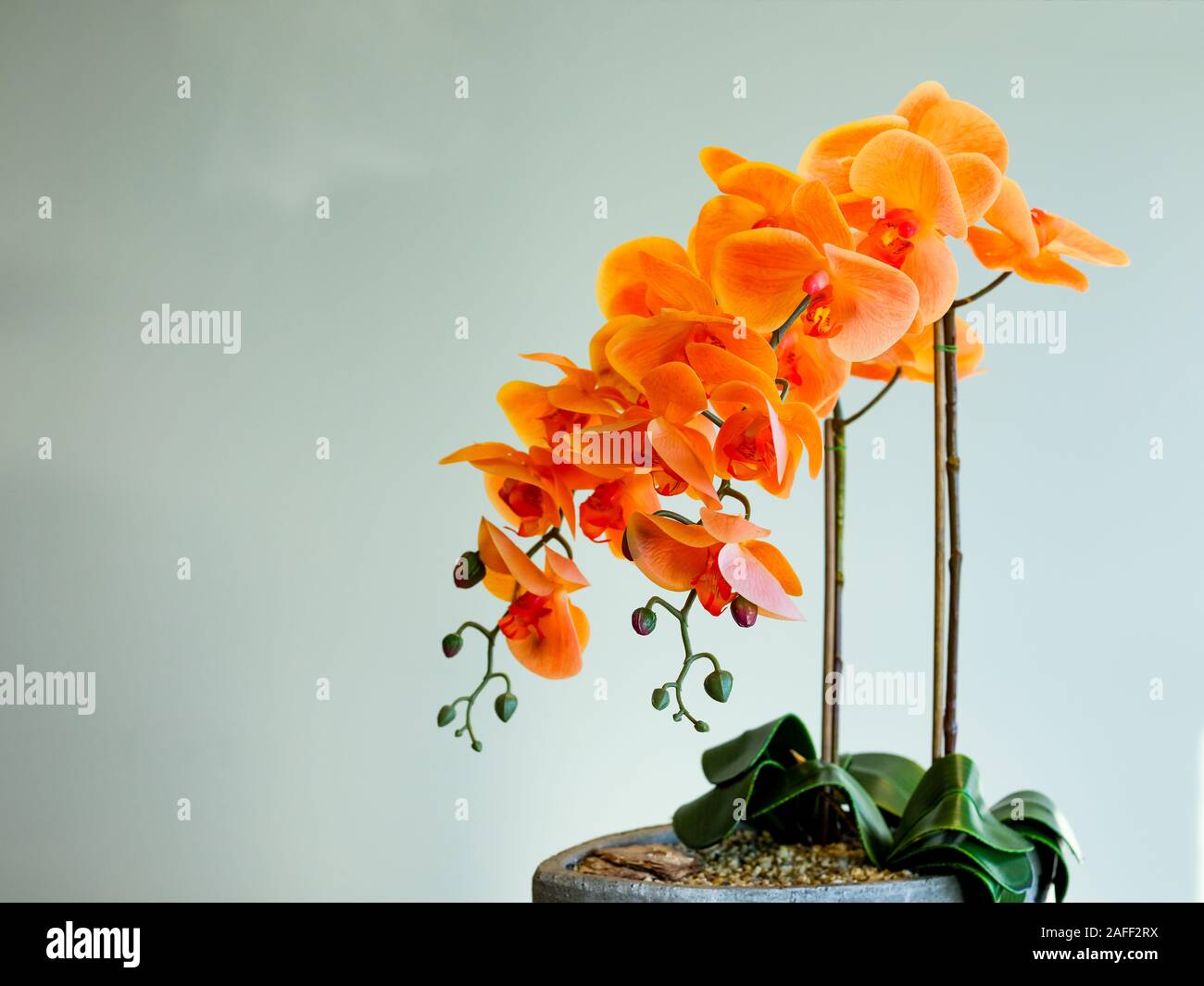 Foglie verdi sotto Yesil Orange orchid in pot Foto Stock