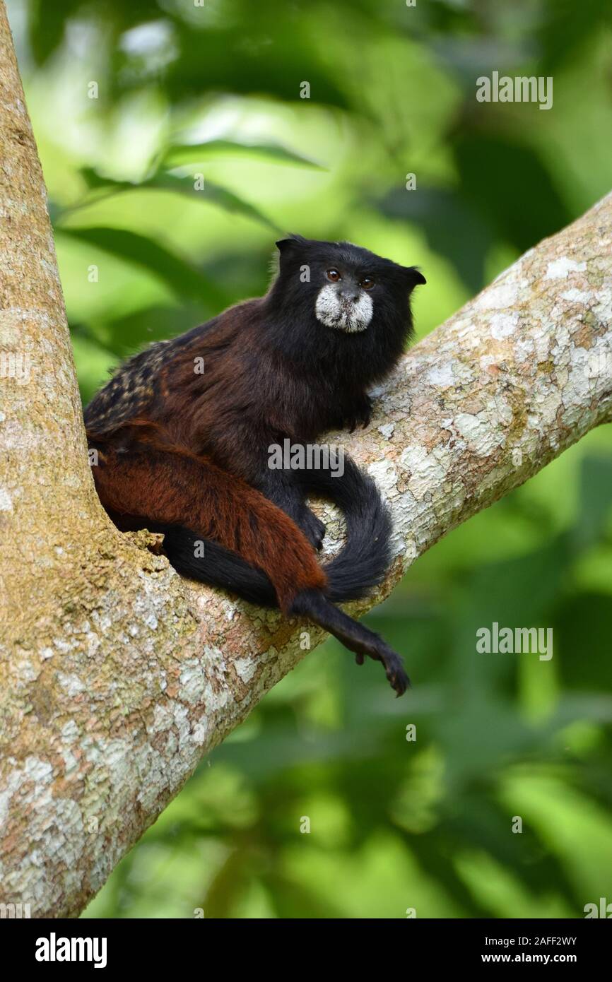 A doppio spiovente Tamarin nella foresta pluviale peruviana Foto Stock